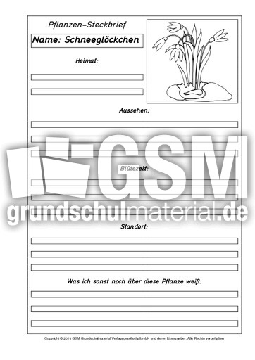 Pflanzensteckbriefvorlage-Schneeglöckchen-SW.pdf